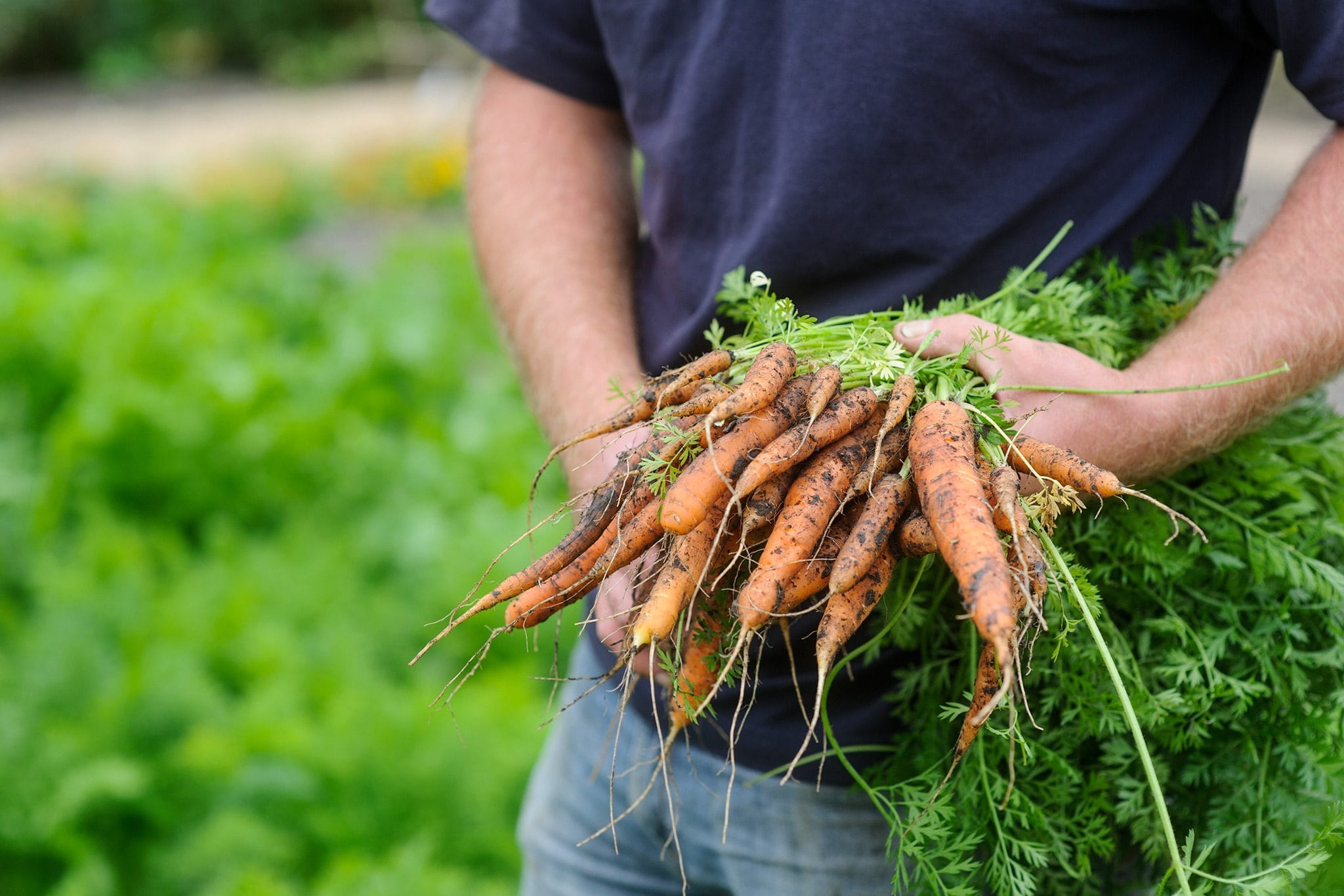 A bunch of freshly harvested carrots